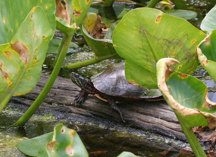 Midland Painted Turtle